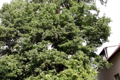 20180608_082240 (Medium)