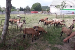 20180608_133215 (Medium)