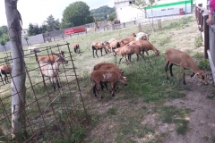 20180608_133229 (Medium)