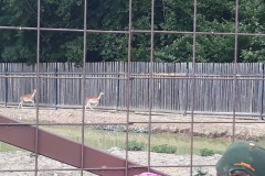 20180608_134543 (Medium)